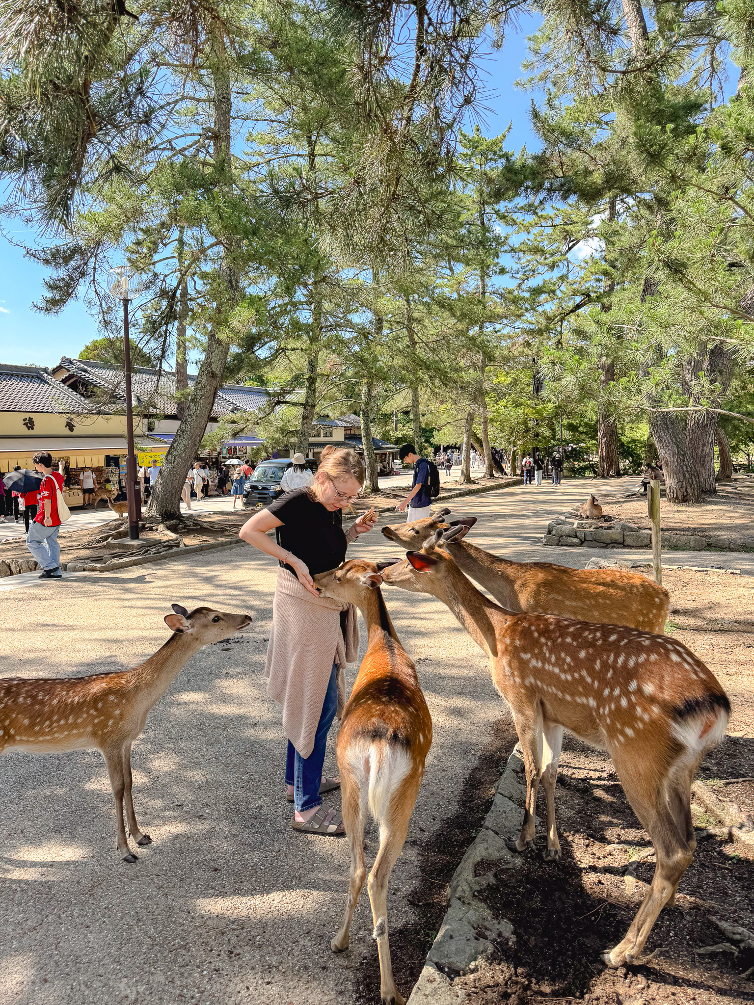 Feeding deer in Nara, Japan